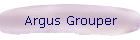 Argus Grouper