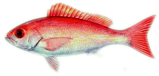 vermilion snapper