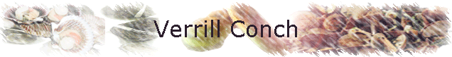 Verrill Conch