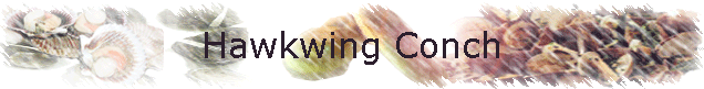 Hawkwing Conch