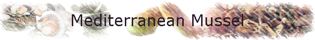 Mediterranean Mussel