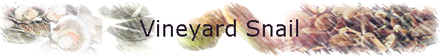 Vineyard Snail
